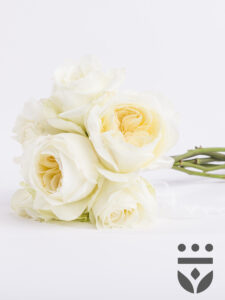 Vorige productafbeelding