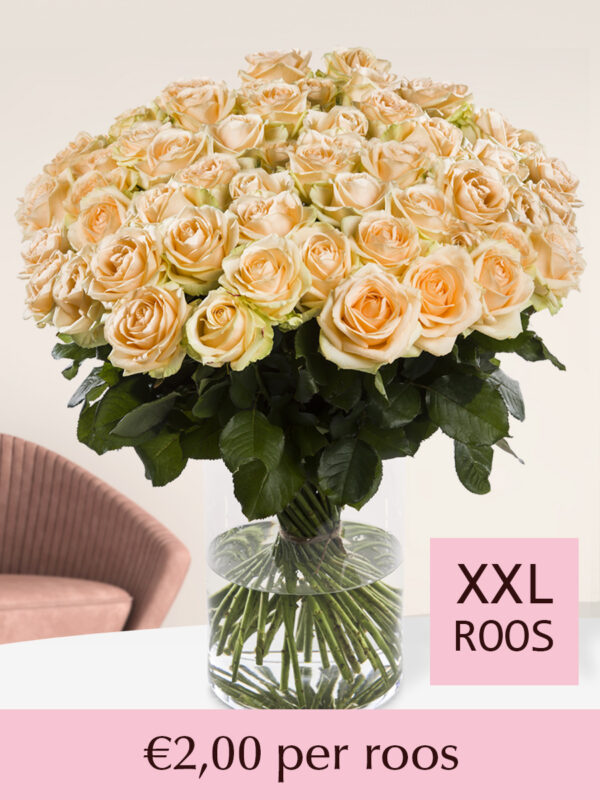 500 tot en met 1001 zalmkleurige XXL rozen