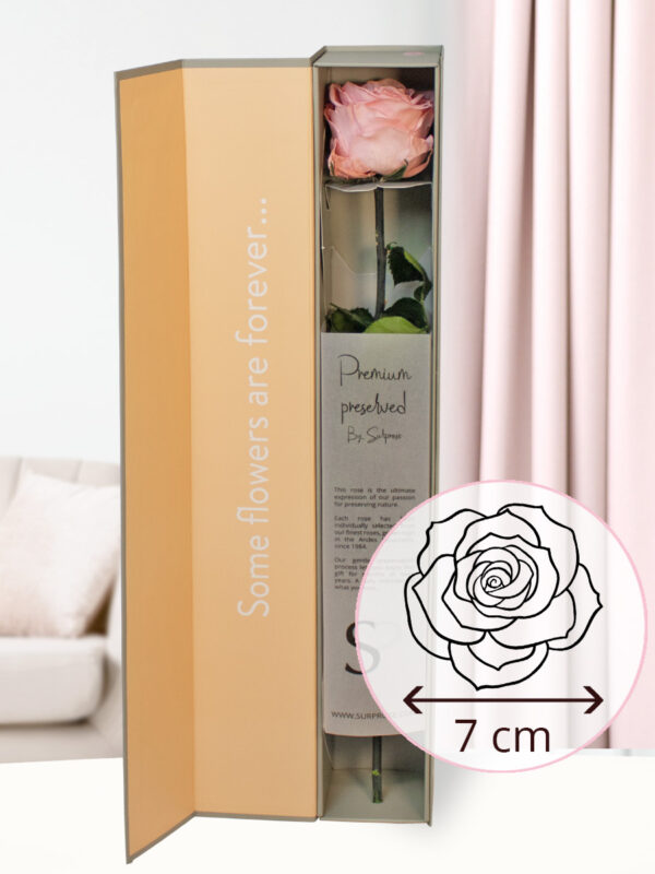 Zachtroze premium long life roos in geschenkdoos | 50 cm